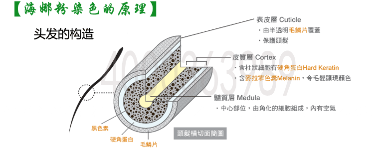 頭發(fā)的構(gòu)造